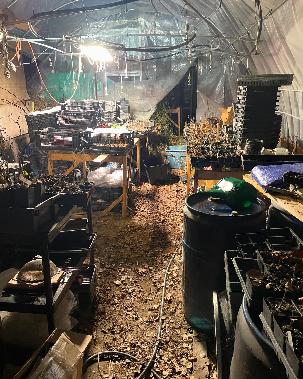 packing the root cellar, first up crates of potted plants, image 3 of 3