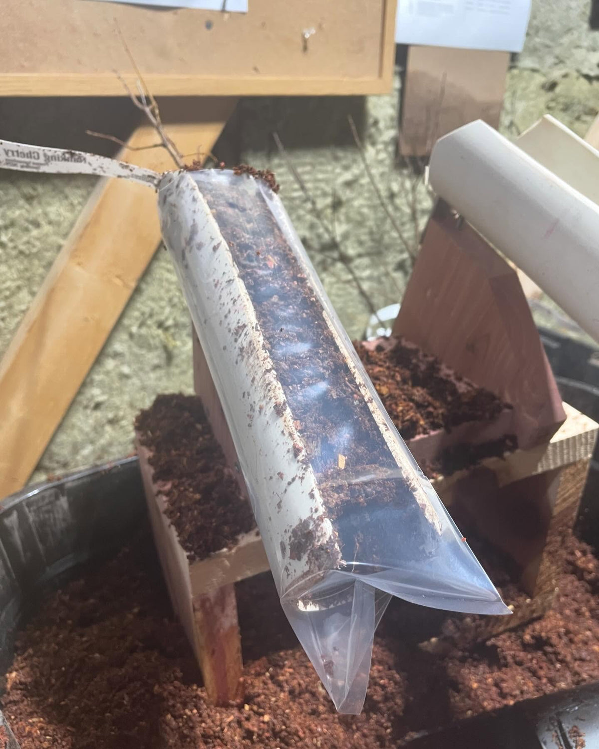 packing trees in our new bags with the new bag-o-loader-tube setup, image 3 of 4