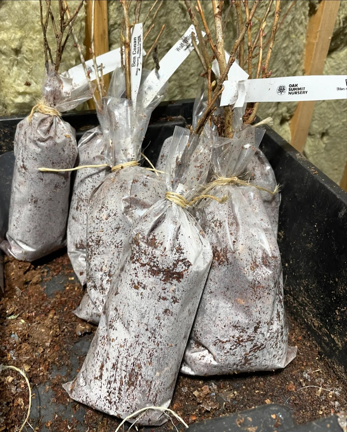 packing trees in our new bags with the new bag-o-loader-tube setup, image 4 of 4