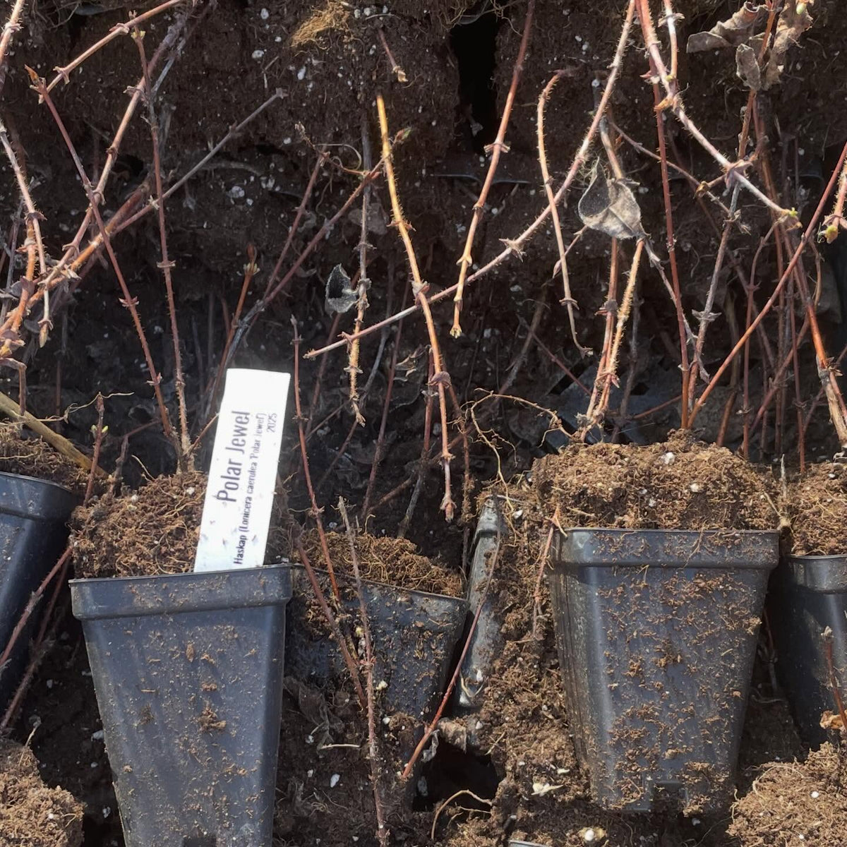 packing up berry bushes like these polar jewel haskap grown in lalge plugs and stuffed into a small pot, shrink wrapped, image 1 of 4