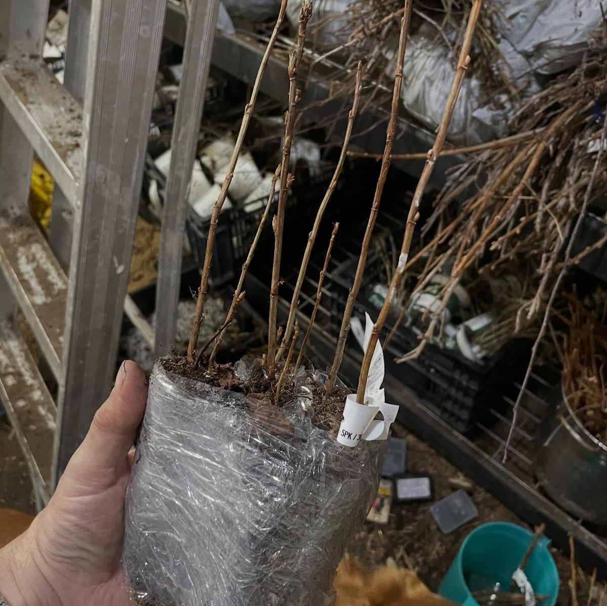 packing up berry bushes like these polar jewel haskap grown in lalge plugs and stuffed into a small pot, shrink wrapped, image 2 of 4