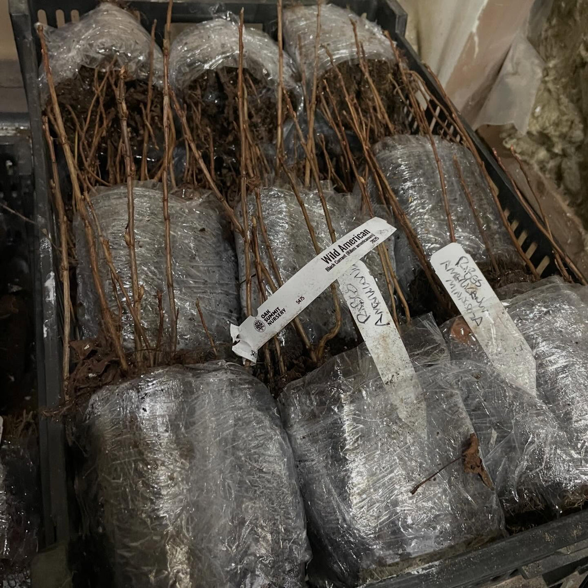 packing up berry bushes like these polar jewel haskap grown in lalge plugs and stuffed into a small pot, shrink wrapped, image 3 of 4