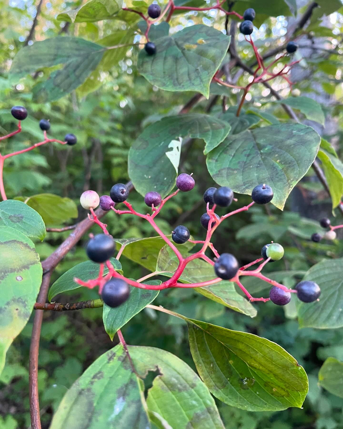 pagoda dogwood I think, Cornus alternifolia native to manitoba, image 1 of 9