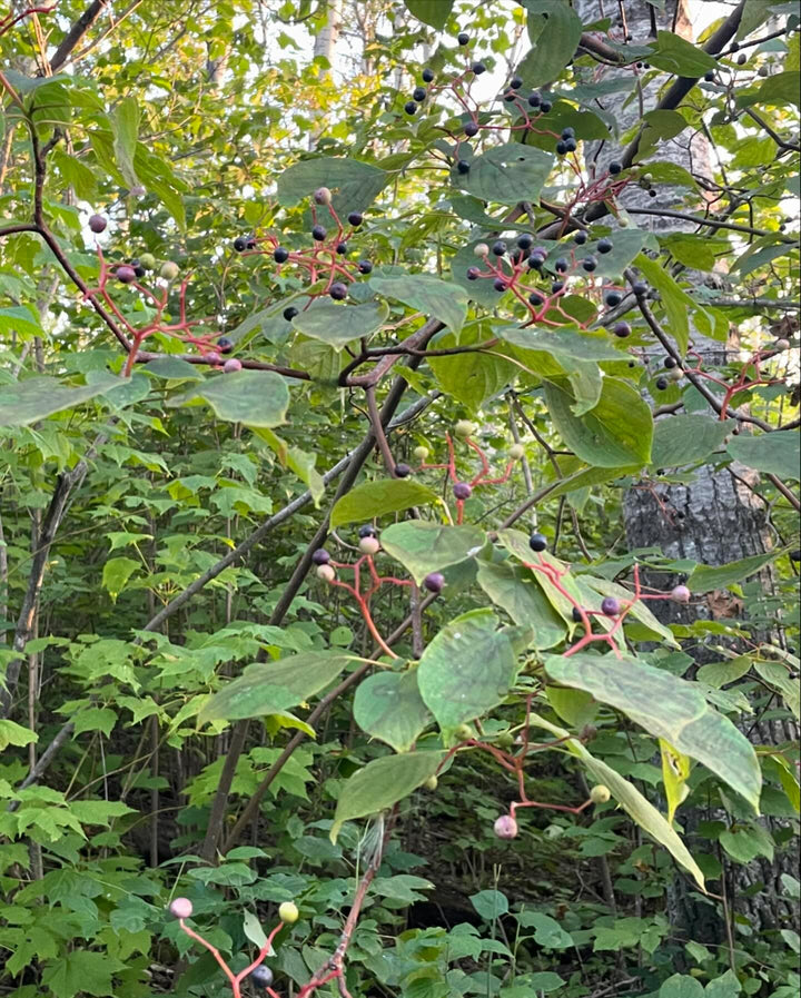pagoda dogwood I think, Cornus alternifolia native to manitoba, image 2 of 9