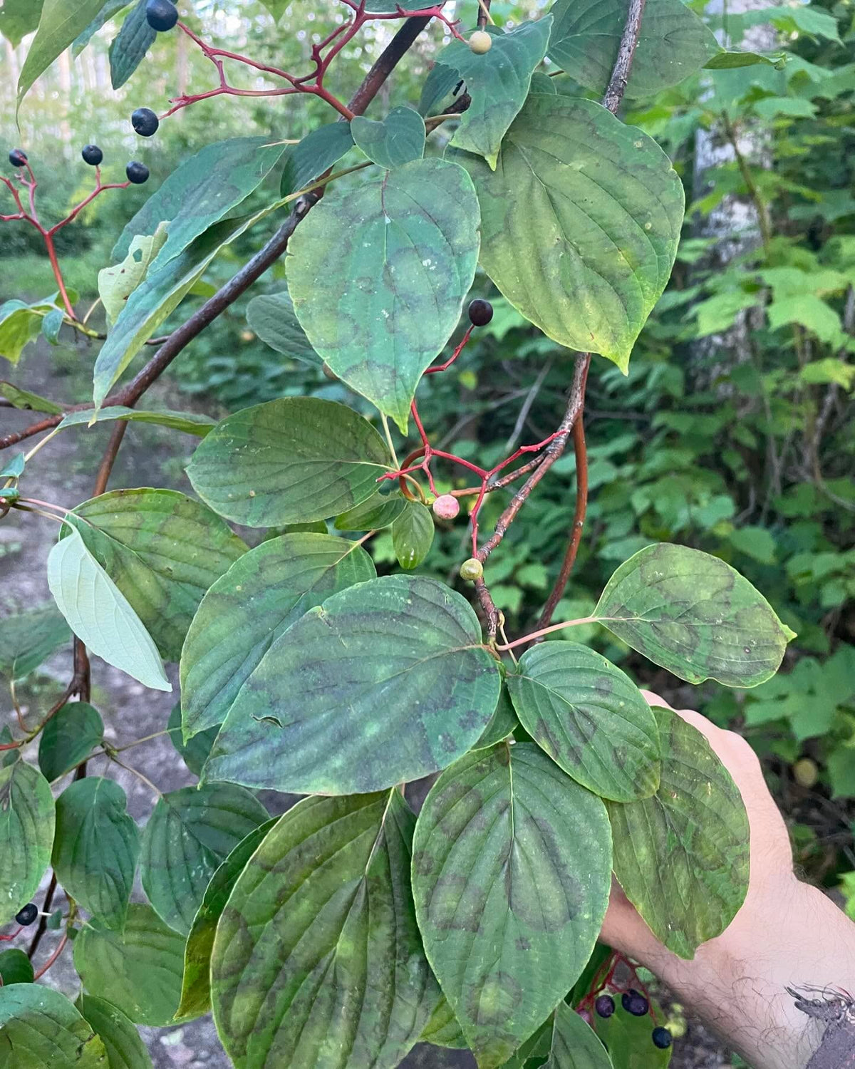 pagoda dogwood I think, Cornus alternifolia native to manitoba, image 3 of 9