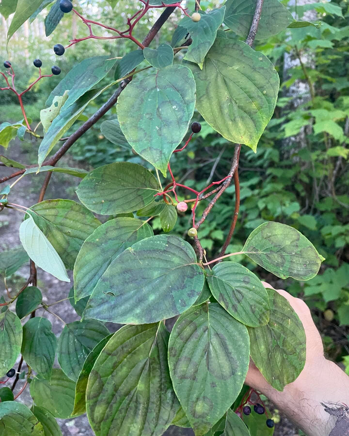 pagoda dogwood I think, Cornus alternifolia native to manitoba, image 3 of 9