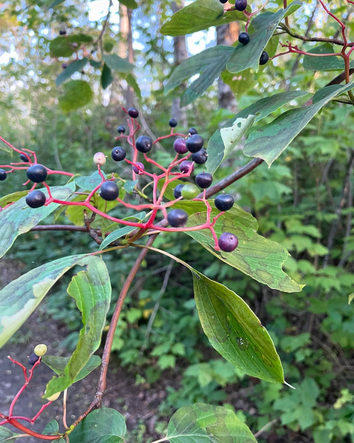 pagoda dogwood I think, Cornus alternifolia native to manitoba, image 4 of 9
