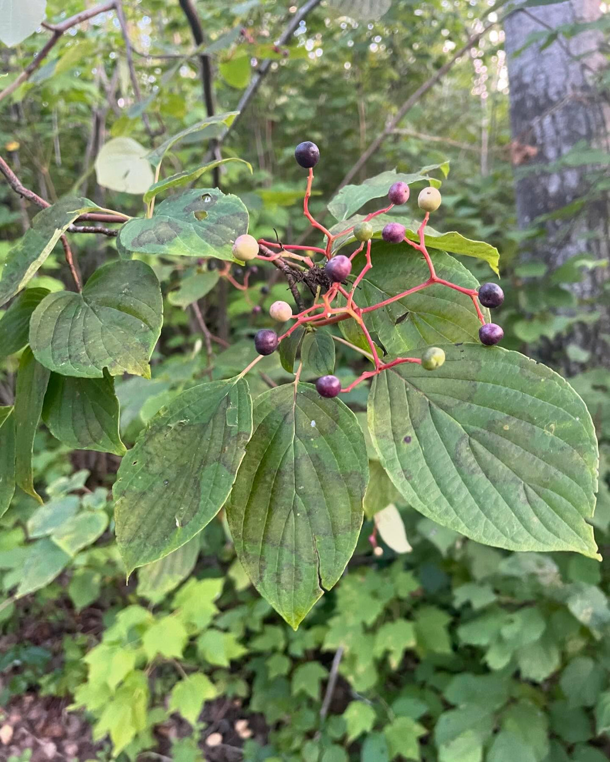 pagoda dogwood I think, Cornus alternifolia native to manitoba, image 5 of 9