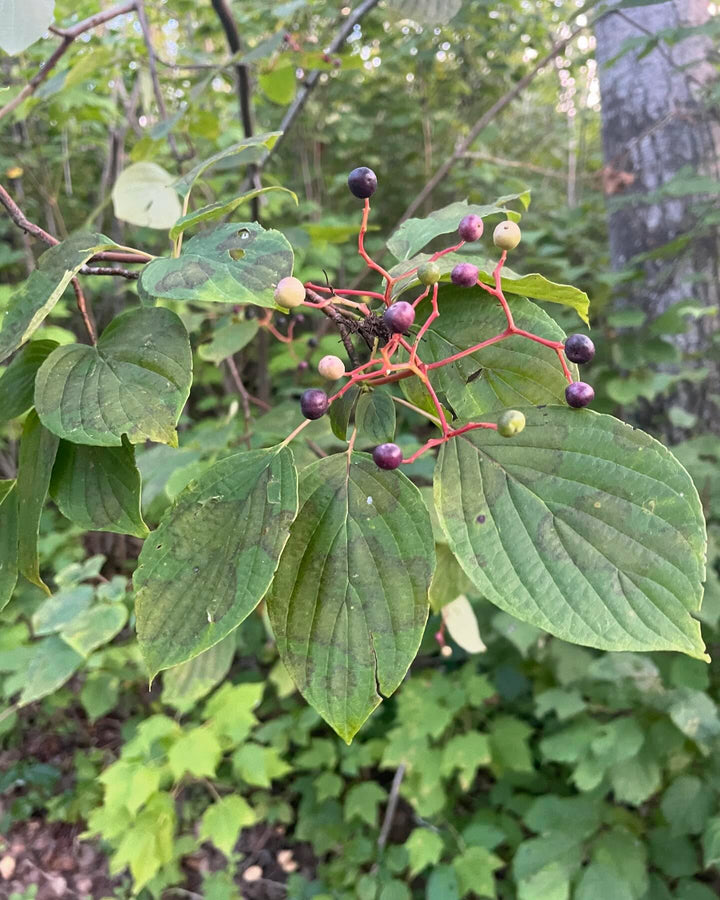 pagoda dogwood I think, Cornus alternifolia native to manitoba, image 5 of 9
