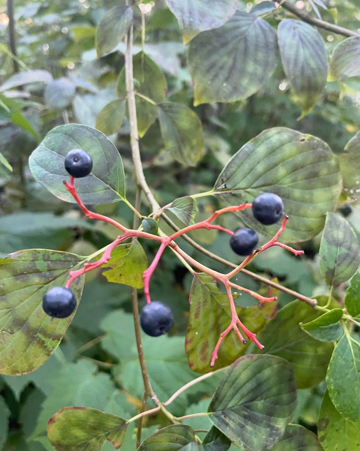 pagoda dogwood I think, Cornus alternifolia native to manitoba, image 6 of 9