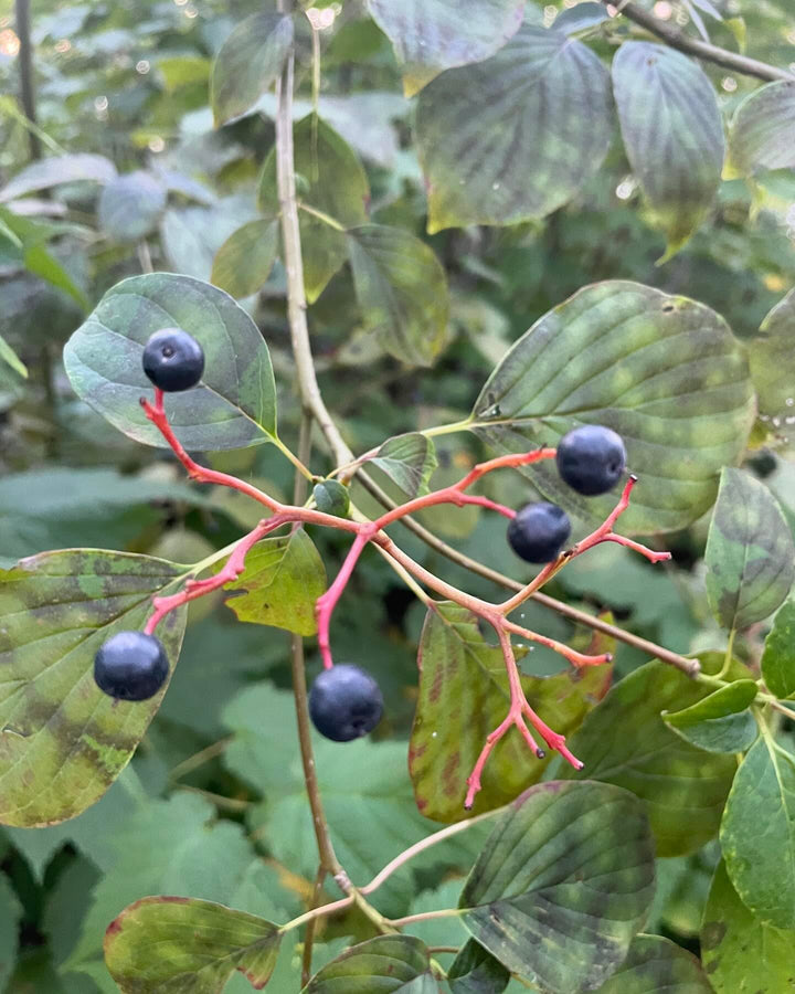 pagoda dogwood I think, Cornus alternifolia native to manitoba, image 6 of 9