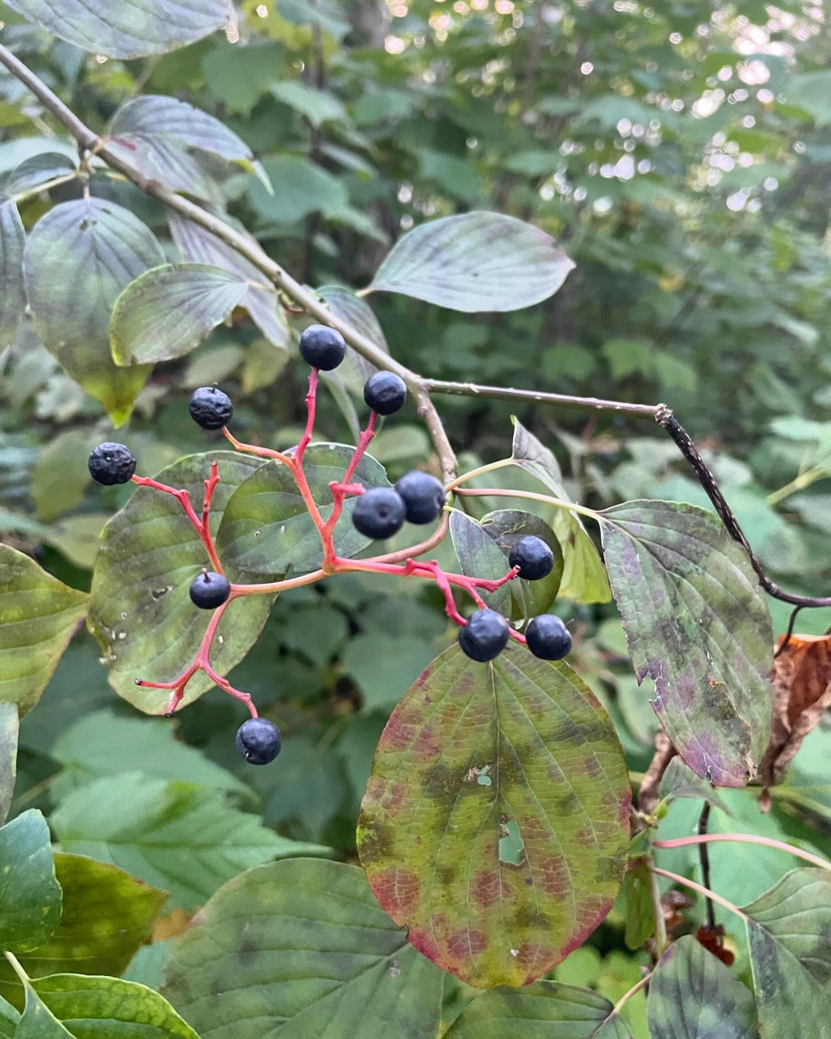 pagoda dogwood I think, Cornus alternifolia native to manitoba, image 7 of 9