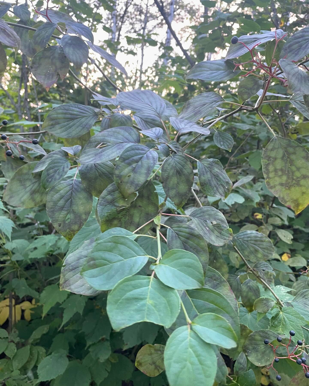 pagoda dogwood I think, Cornus alternifolia native to manitoba, image 8 of 9