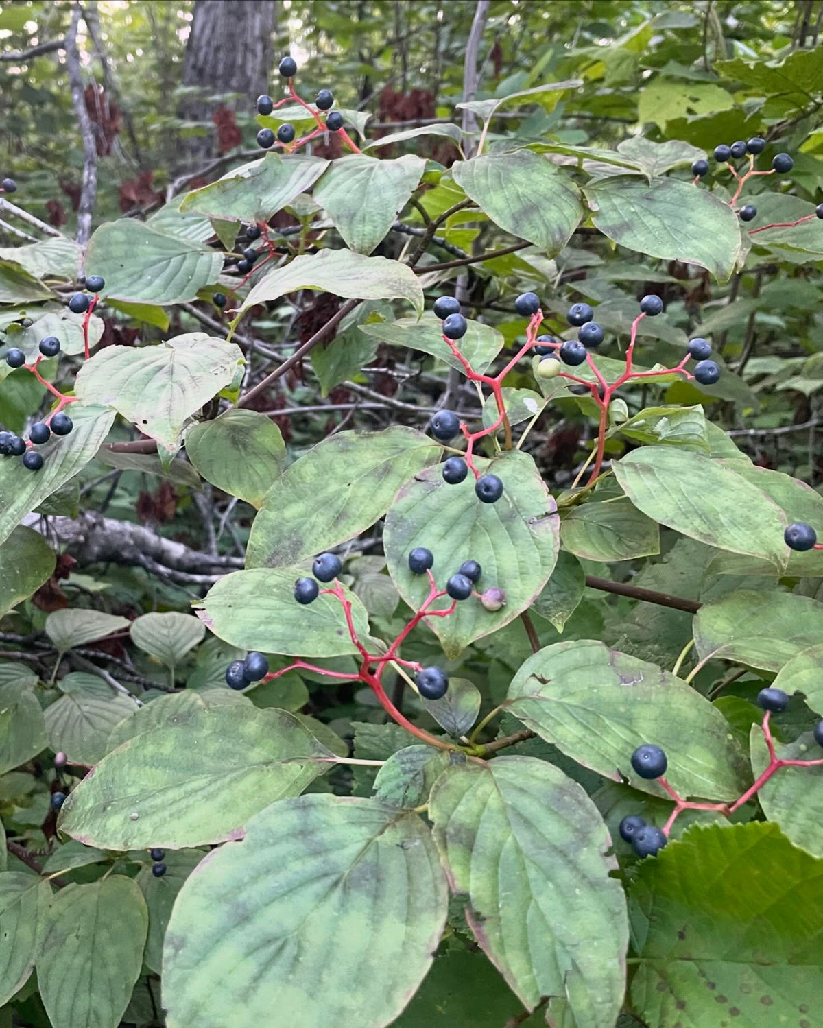 pagoda dogwood I think, Cornus alternifolia native to manitoba, image 9 of 9