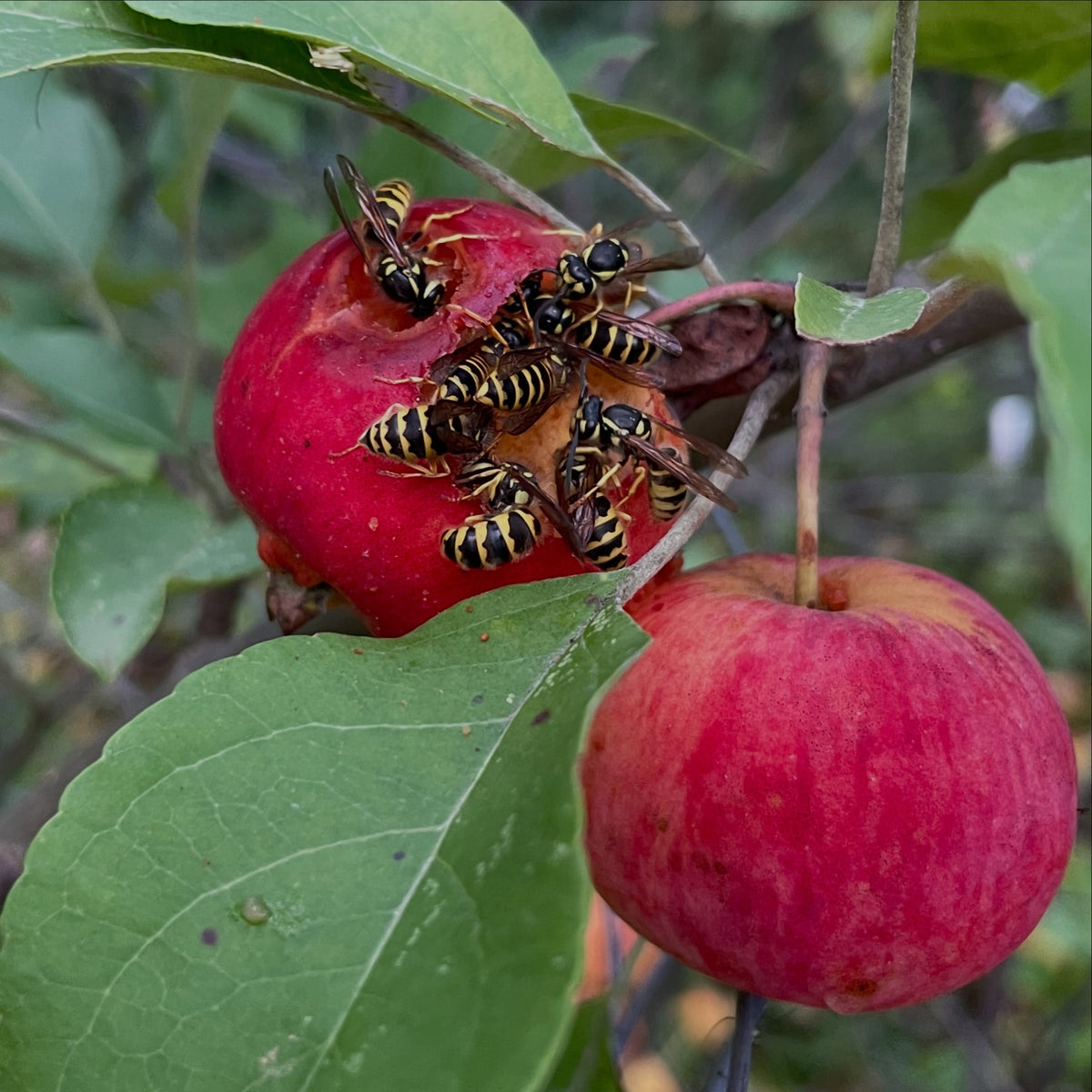 Wasps feeding together inside a hollowed red Palmetta apple on the tree, photograph 1 of 2