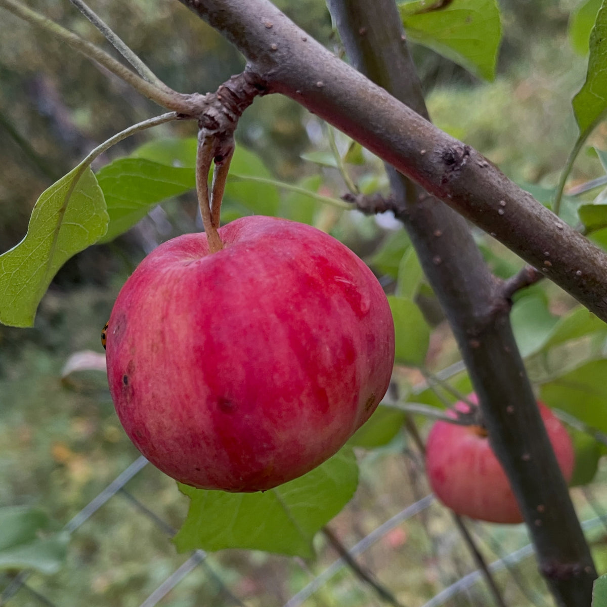 A ripe Palmetta apple hanging from a branch with a wasp partly visible at its edge, photograph 2 of 2