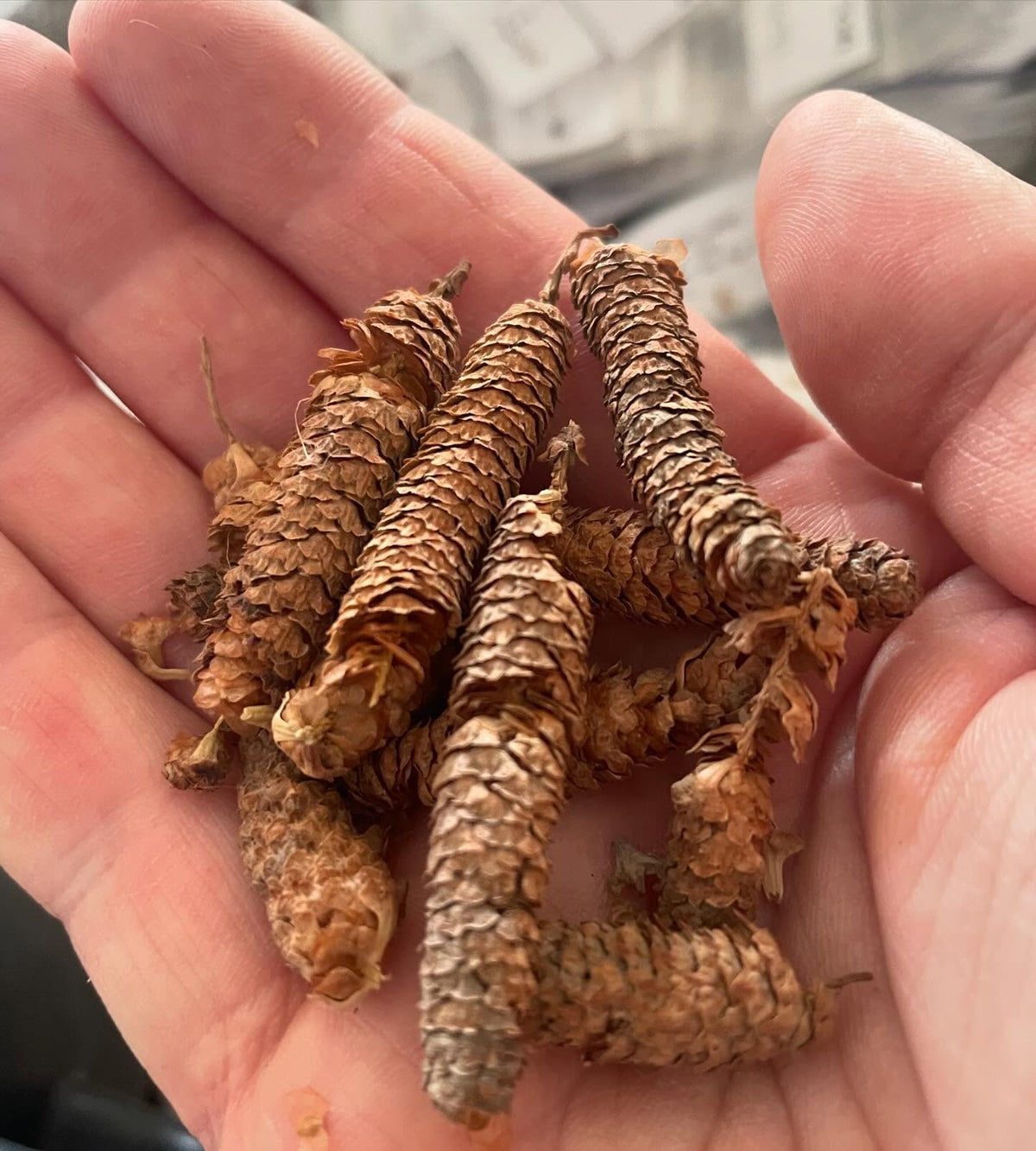 paper birch, the cones crumble easily into thousands of seeds