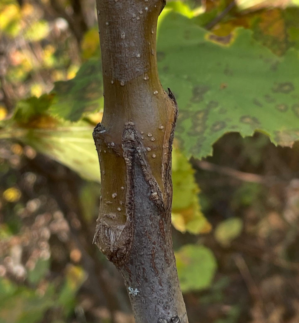 parkland apple grafted to saskatoon, second year, image 1 of 2