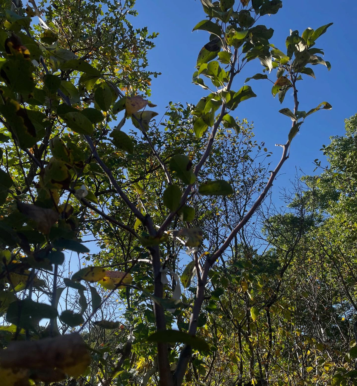 parkland apple grafted to saskatoon, second year, image 2 of 2