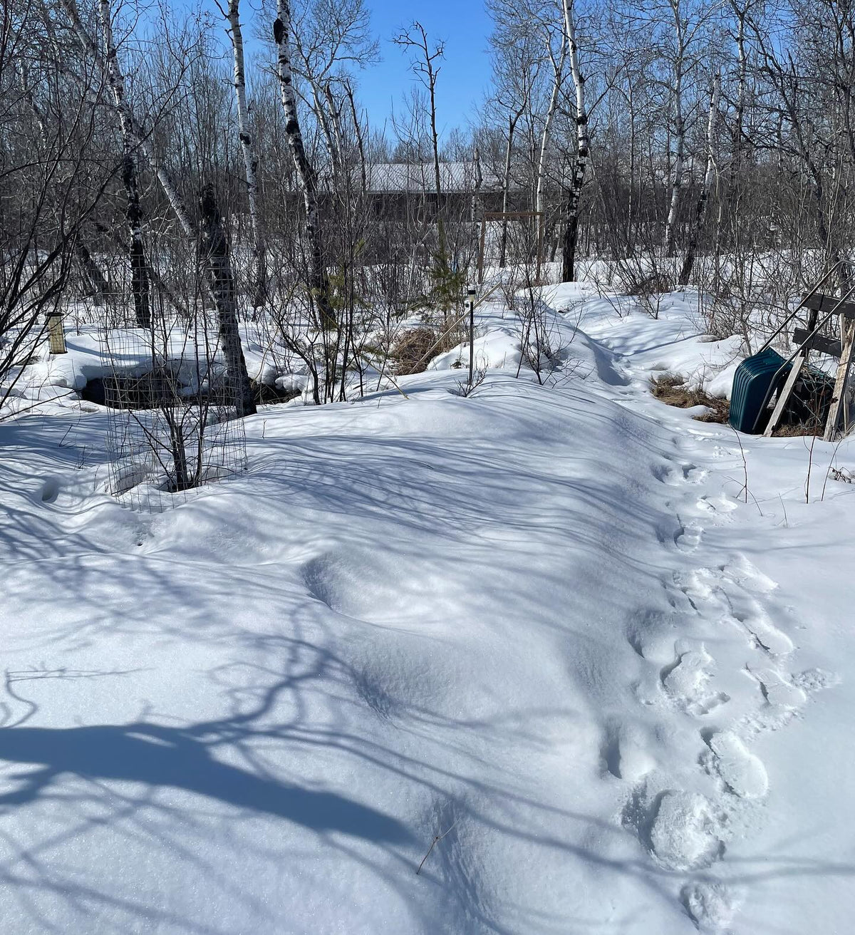 path along our pond where we've been creating a food forest by slowly replacing aspen with other stuff