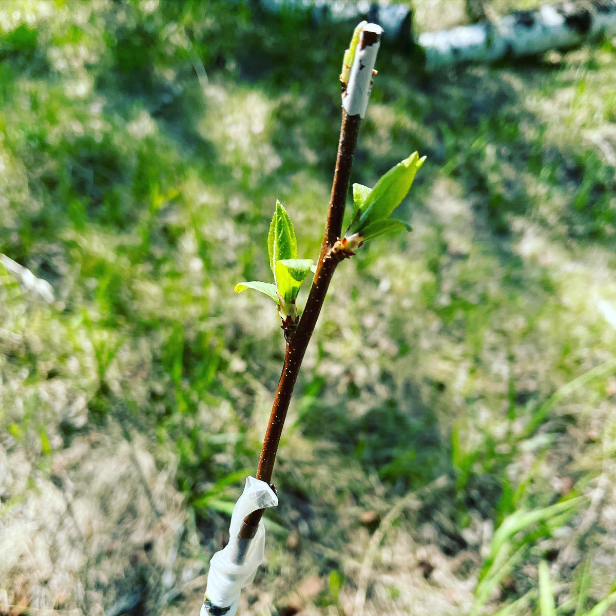 Patterson pride plum grafted on wild choke cherry three weeks ago