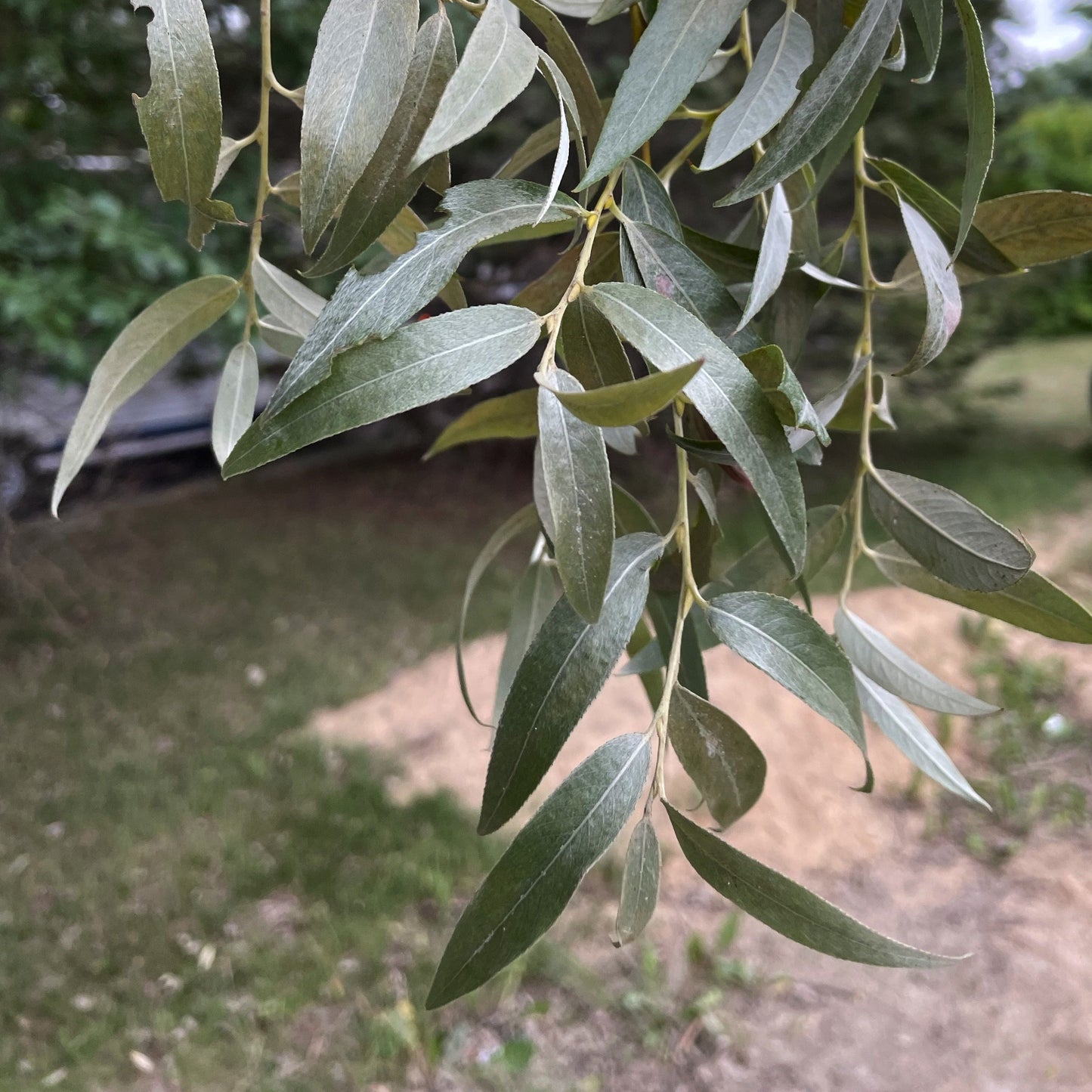 Saule à feuilles de pêcher (Salix amygdaloides) - Boutures de feuillus