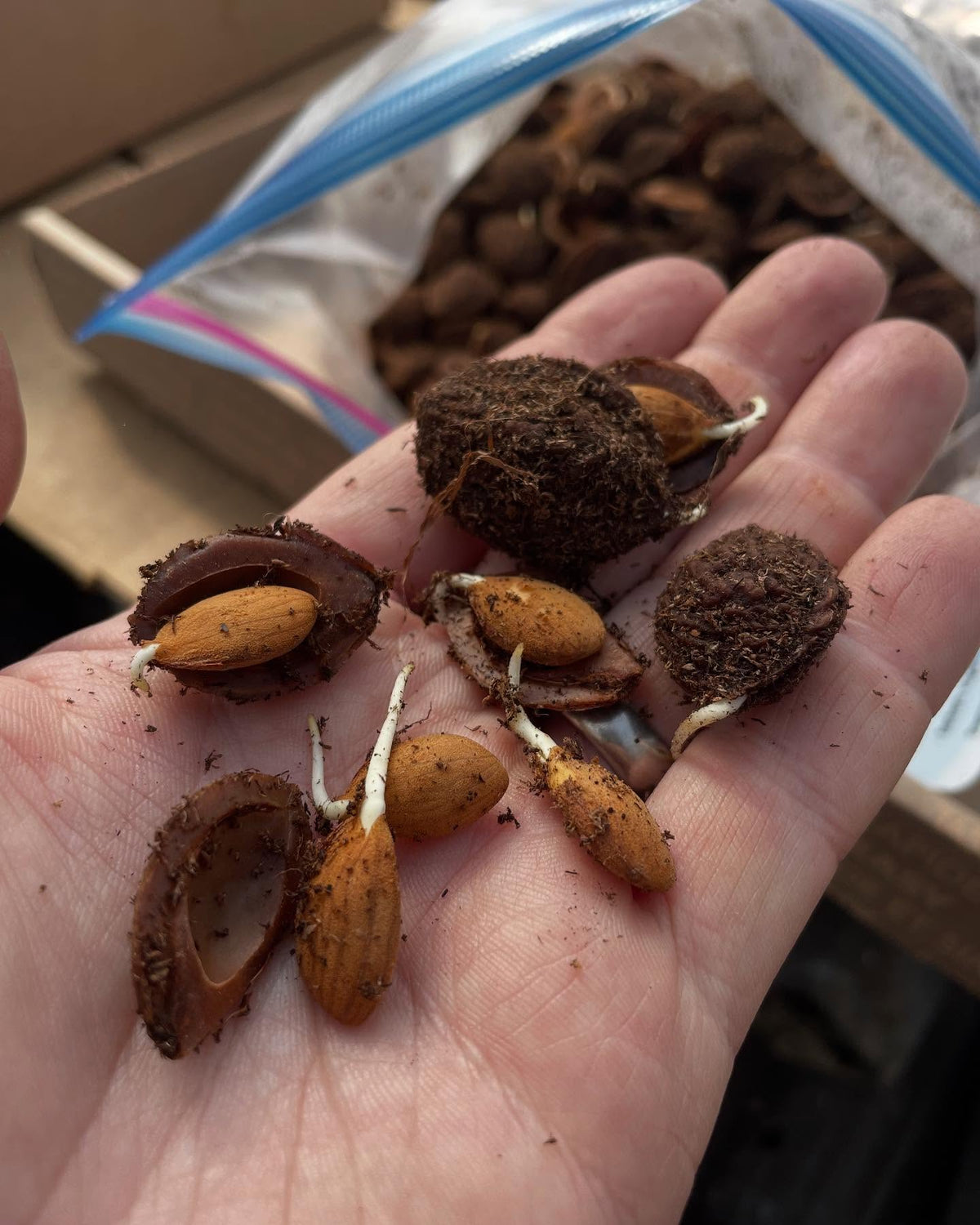 peaches, germinating in the fridge so ready to pot up, image 1 of 6