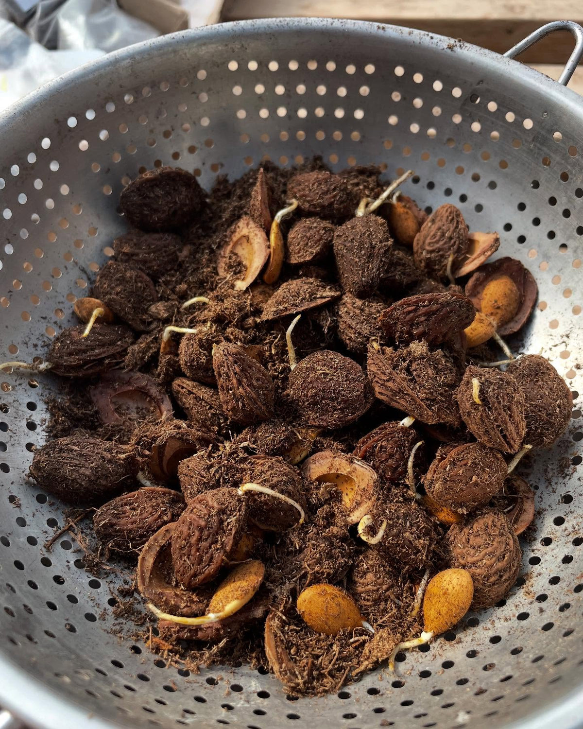 peaches, germinating in the fridge so ready to pot up, image 2 of 6