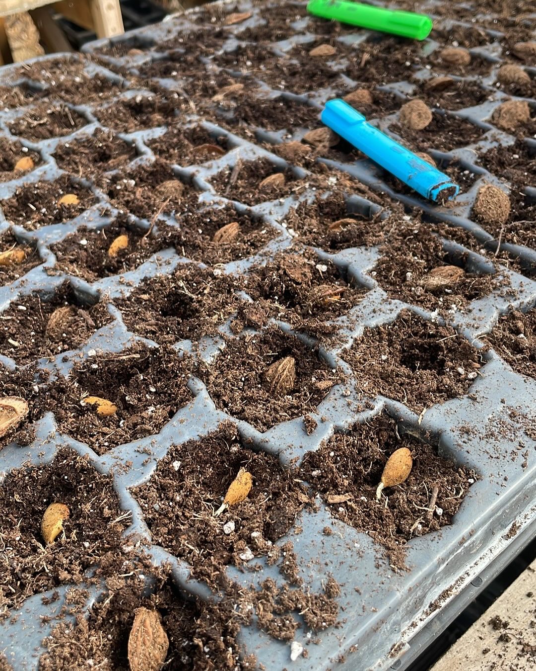 peaches, germinating in the fridge so ready to pot up, image 3 of 6