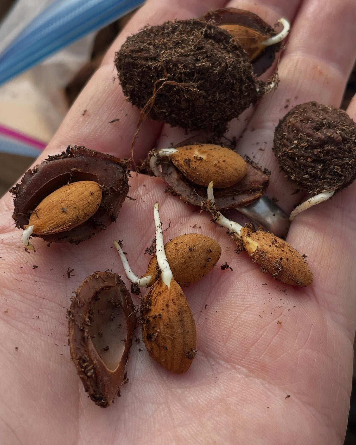 peaches, germinating in the fridge so ready to pot up, image 4 of 6