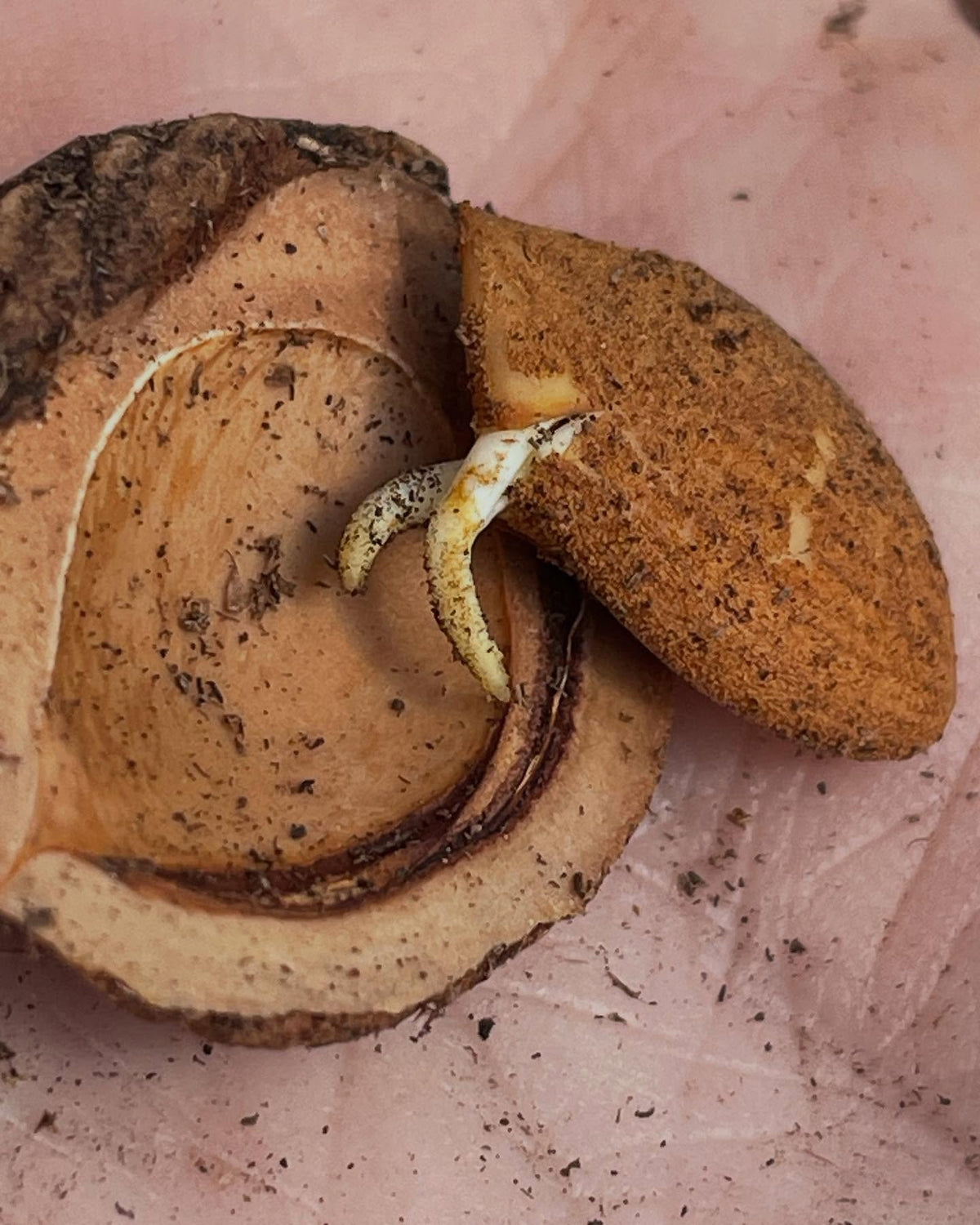 peaches, germinating in the fridge so ready to pot up, image 5 of 6