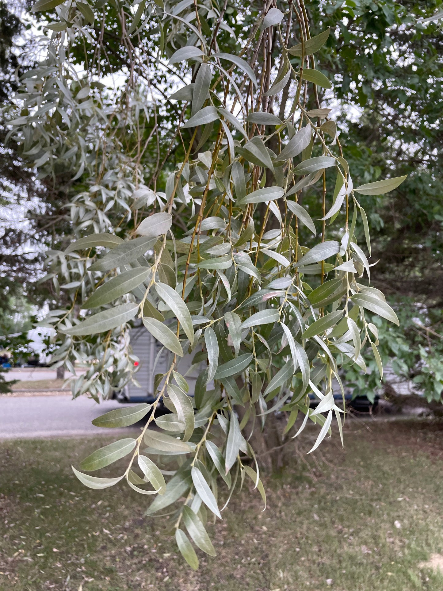 Peachleaf Willow (Salix amygdaloides) - Hardwood Cuttings