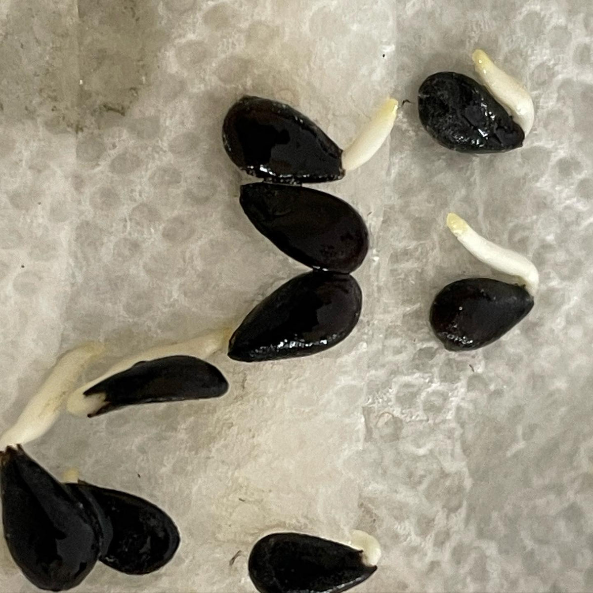 pear seeds after three weeks in stratification, good thing I checked they’re supposed to need sixty days, image 1 of 2
