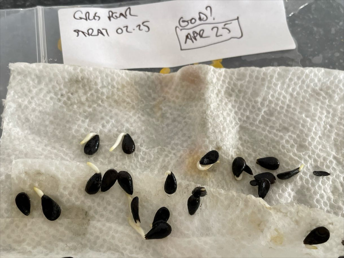 pear seeds after three weeks in stratification, good thing I checked they’re supposed to need sixty days, image 2 of 2