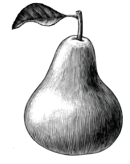 Summercrisp Pear Tree