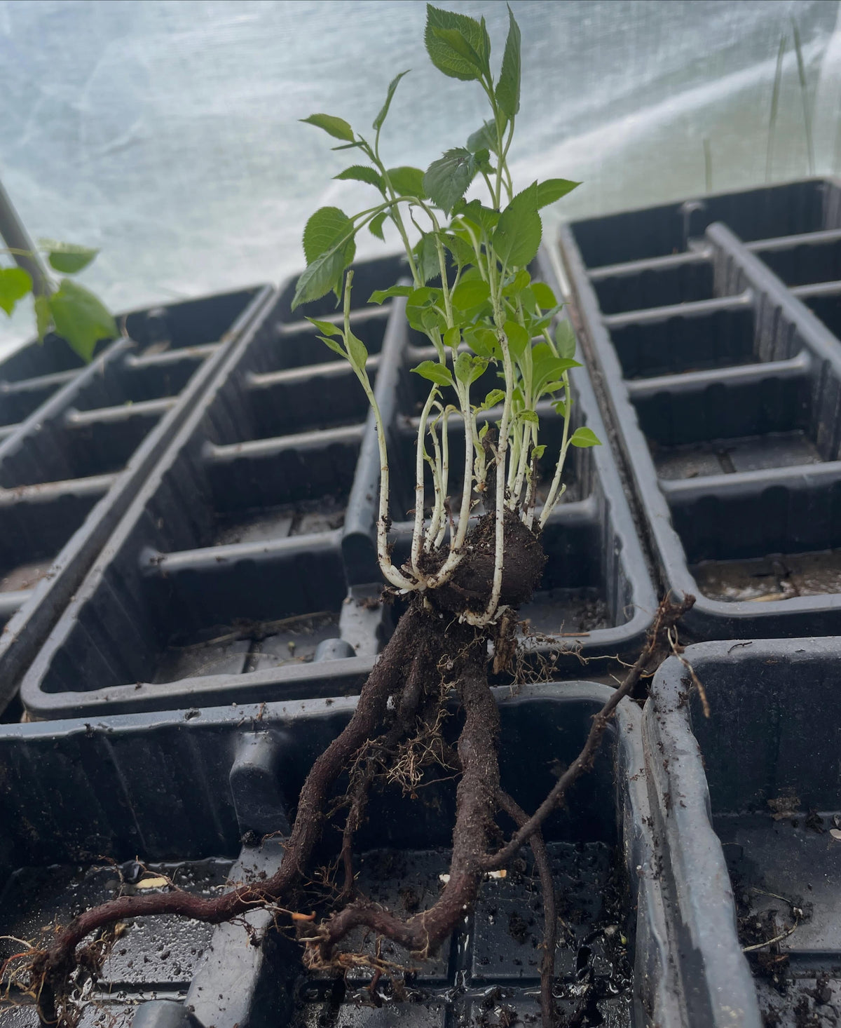 pears shooting up from these root cuttings, image 1 of 4