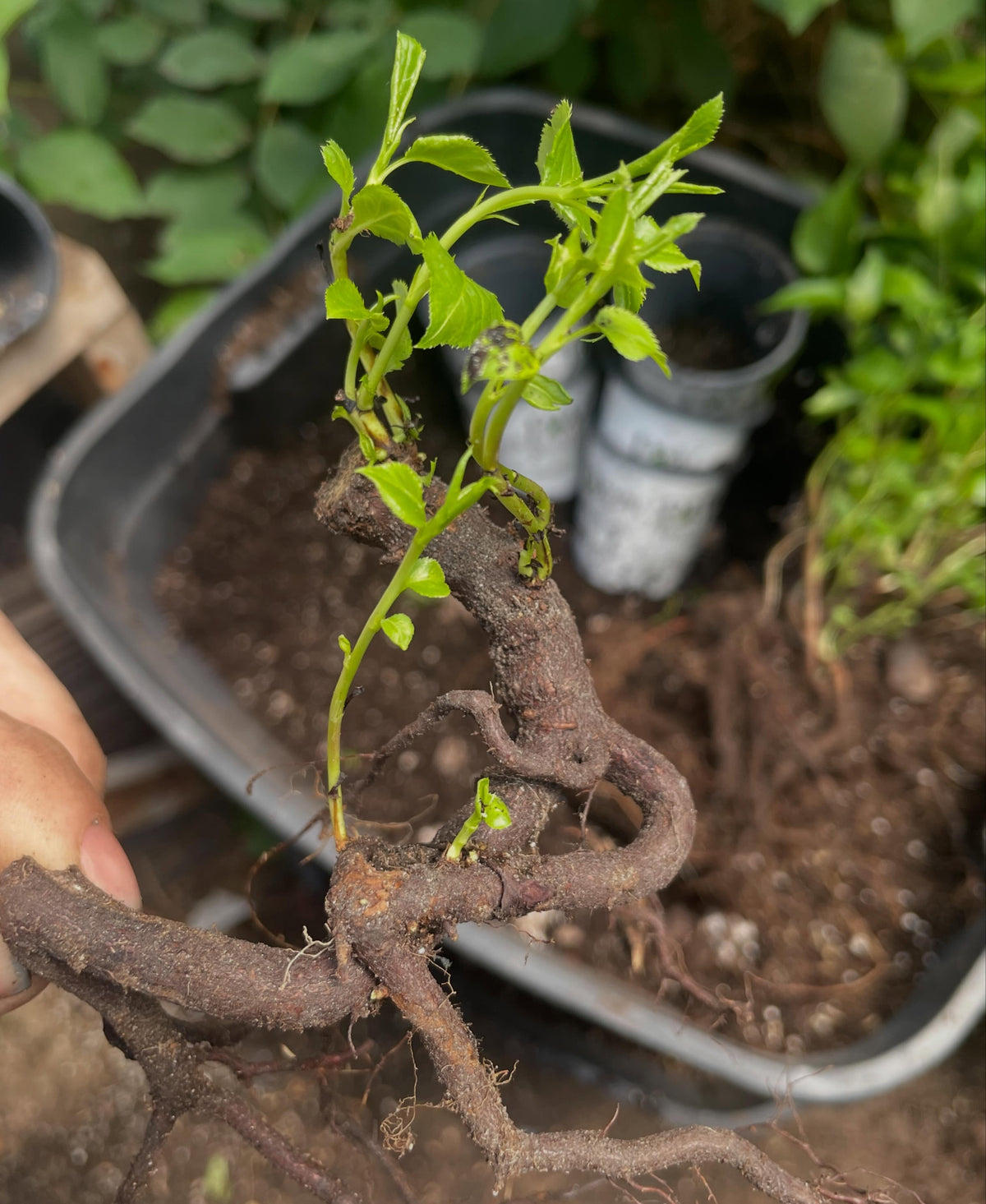 pears shooting up from these root cuttings, image 2 of 4