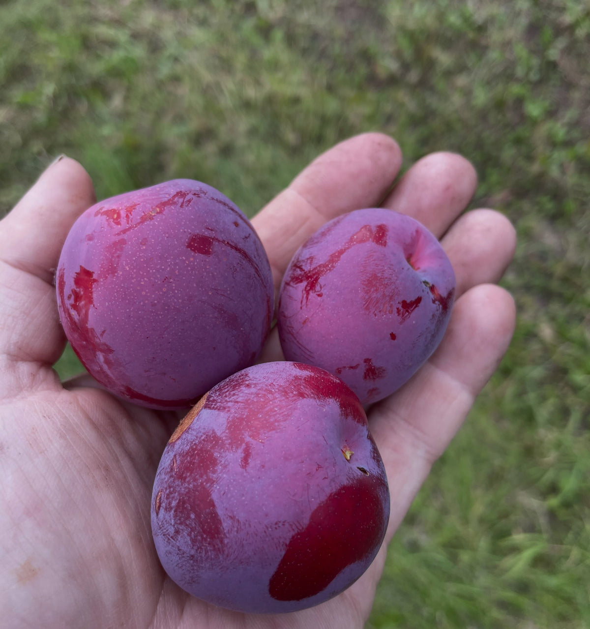 Pembina plum ripe at the end of August, photograph 1 of 4