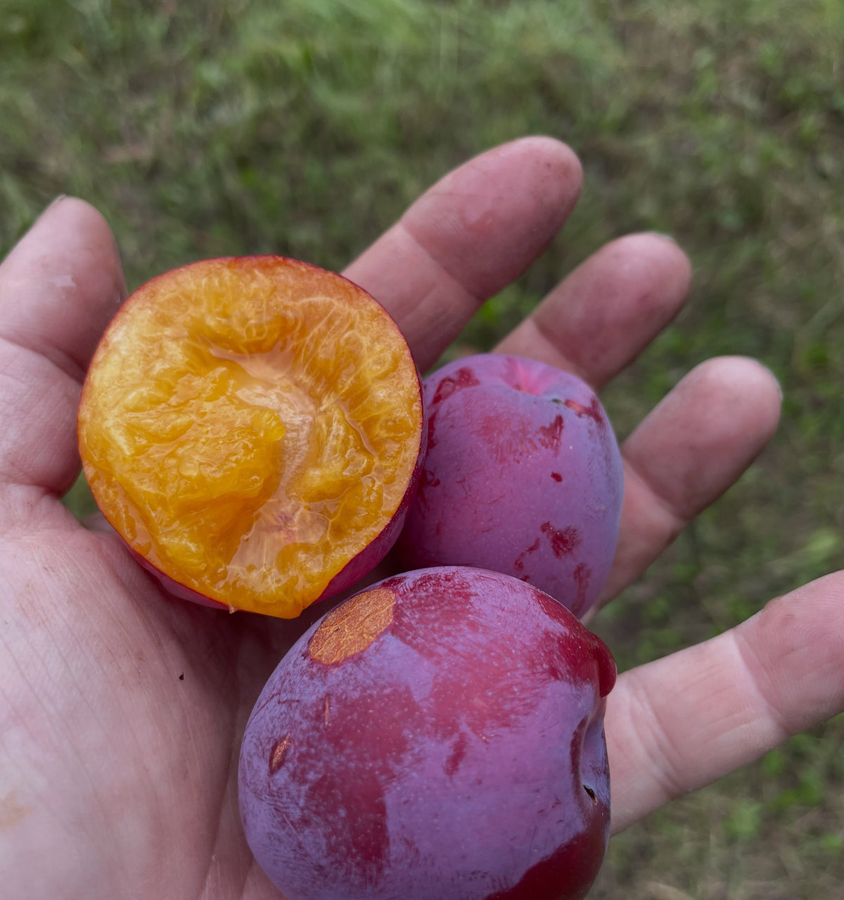Pembina plum ripe at the end of August, photograph 2 of 4
