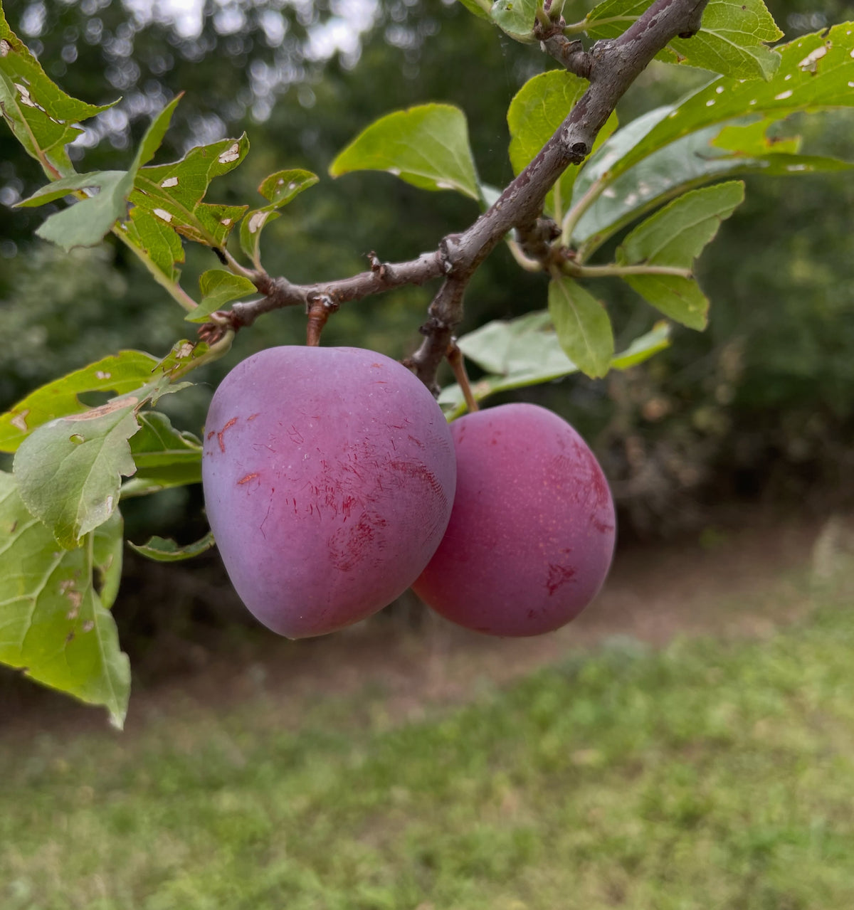 Pembina plum ripe at the end of August, photograph 3 of 4