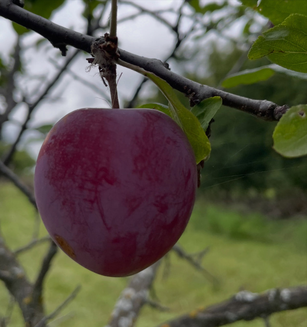 Pembina plum ripe at the end of August, photograph 4 of 4