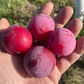 Pembina Plum Seeds (Prunus salicina × nigra ‘Pembina’)- (Zone 3) - 12+ Seeds