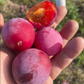 Pembina Plum Seeds (Prunus salicina × nigra ‘Pembina’)- (Zone 3) - 12+ Seeds