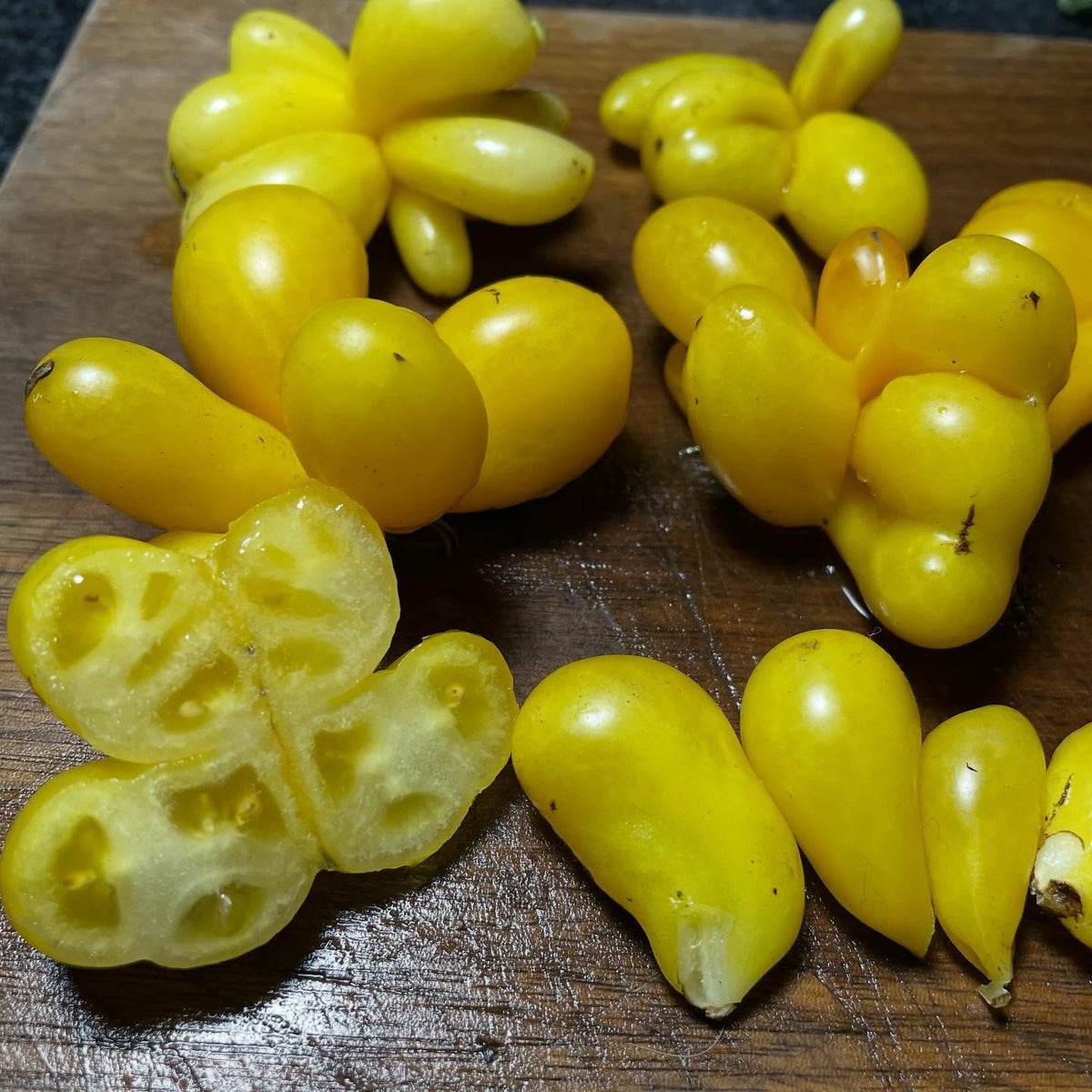 phil's one tomato, like godzilla it has some Reisetomate in it's parentage, the travelers tomato, just break off chunks, image 1 of 2