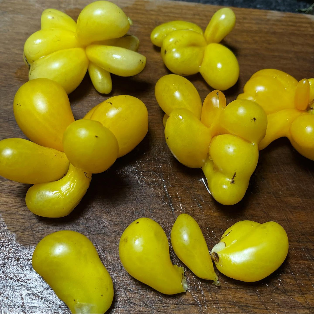 phil's one tomato, like godzilla it has some Reisetomate in it's parentage, the travelers tomato, just break off chunks, image 2 of 2