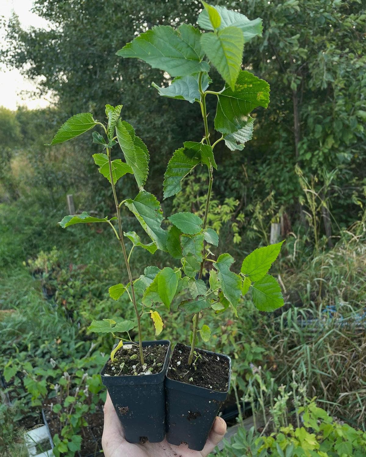 photos from fall, these are available to ship, packed in our root cellar for the winter among about 150 other options, image 1 of 9