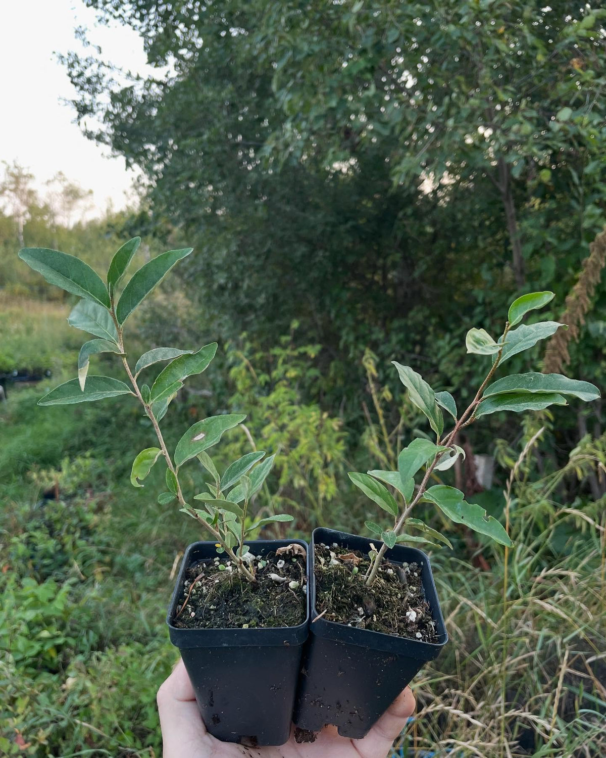 photos from fall, these are available to ship, packed in our root cellar for the winter among about 150 other options, image 4 of 9