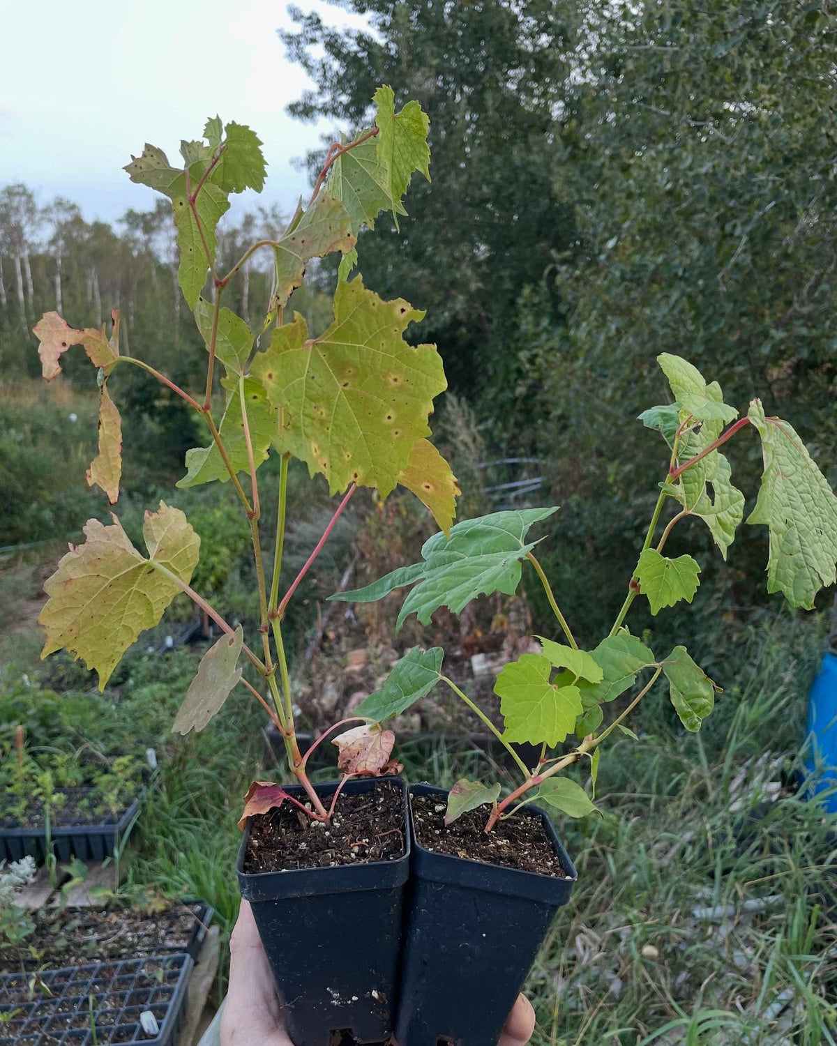 photos from fall, these are available to ship, packed in our root cellar for the winter among about 150 other options, image 7 of 9