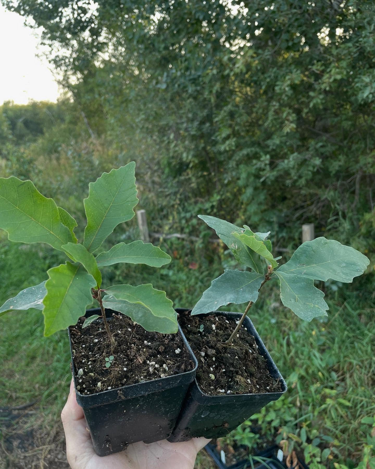 photos from fall, these are available to ship, packed in our root cellar for the winter among about 150 other options, image 8 of 9