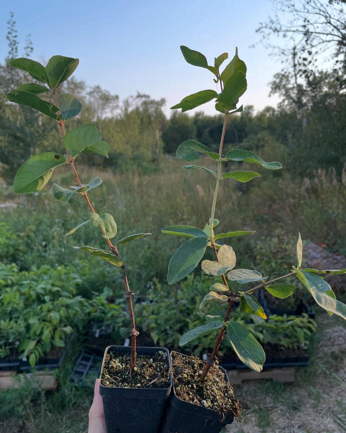 photos from fall, these are available to ship, packed in our root cellar for the winter among about 150 other options, image 9 of 9
